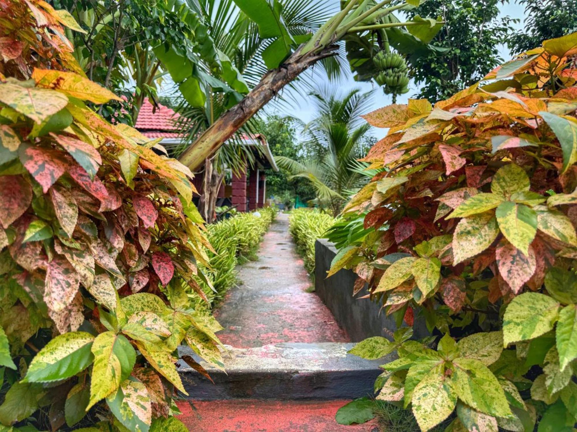 White Truffle Resort, Arambol Eksteriør billede